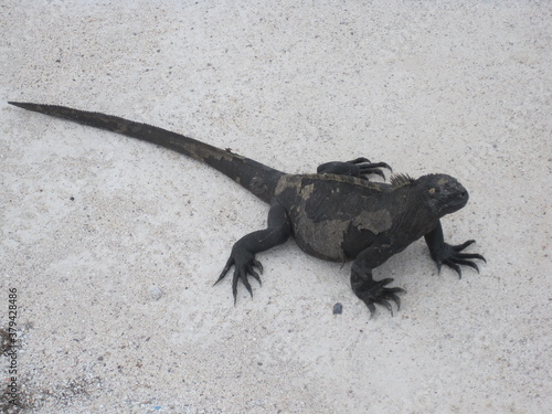 The Marine and Land Iguanas of the Galapagos Islands  Ecuador