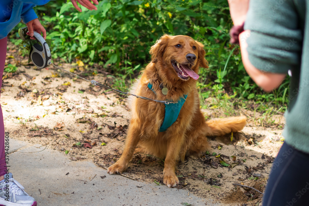 Obraz premium Happy Dog 