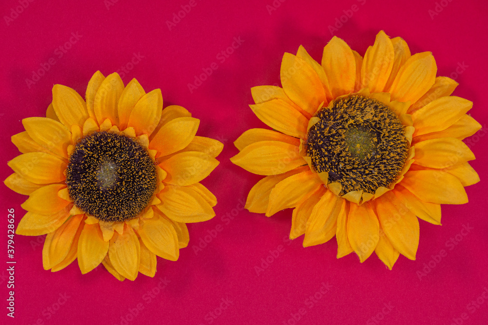 Flowers neatly arranged, isolated on background and with space for writing