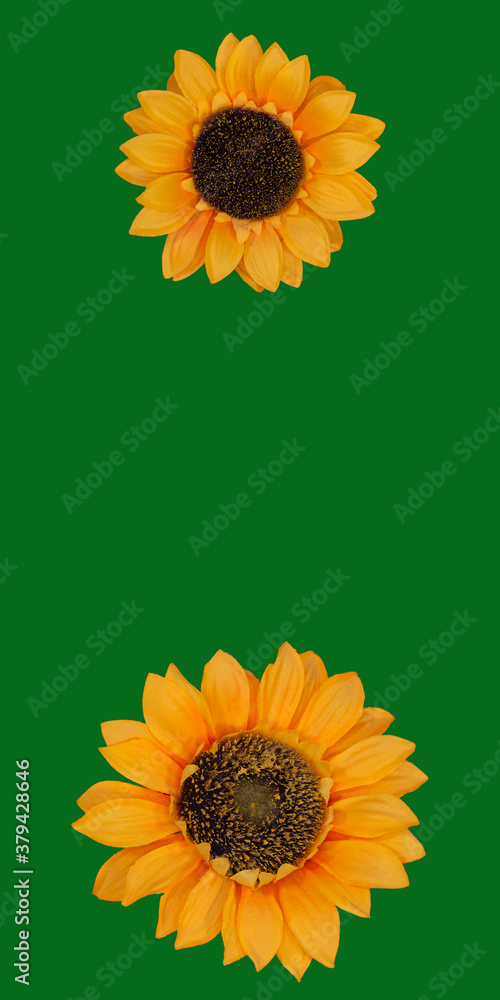 Flowers neatly arranged, isolated on background and with space for writing