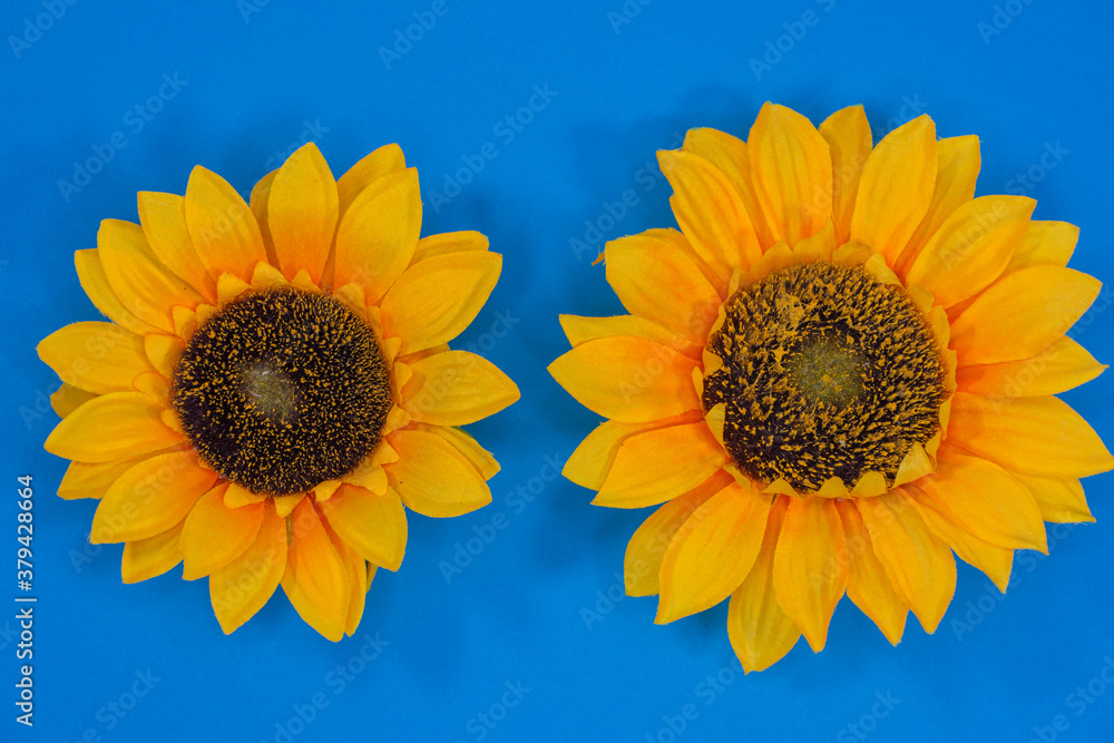 Flowers neatly arranged, isolated on background and with space for writing