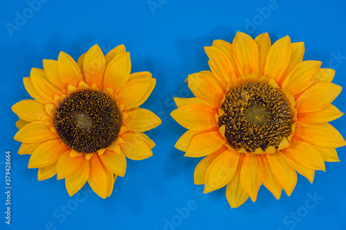 Obraz na płótnie Flowers neatly arranged, isolated on background and with space for writing w salonie