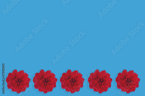 Obraz na płótnie Flowers neatly arranged, isolated on background and with space for writing w salonie