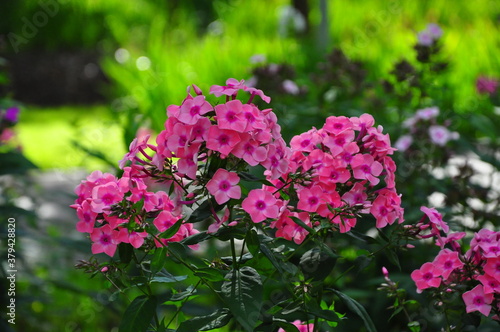 Wallpaper Mural цветы Torontodigital.ca