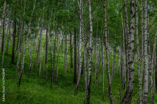 Fototapeta Naklejka Na Ścianę i Meble -  birch forest, many white tree trunks with black stripes and patterns and green foliage diagonally stand together in a thicket against a blue sky