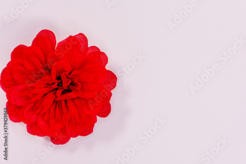 Obraz na płótnie Flowers neatly arranged, isolated on background and with space for writing w salonie