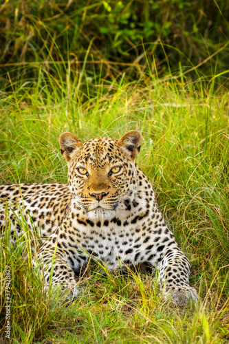 Leopard ( Panthera pardus) relaxing in the grass, Queen Elizabeth National Park, Uganda.	
