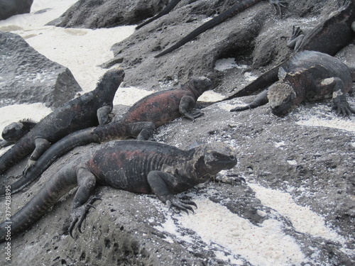 The Marine and Land Iguanas of the Galapagos Islands, Ecuador