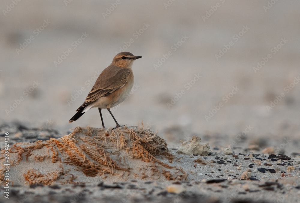 Isabelline Wheatear at Busaiteen coast of Bahrain Isabelline Wheatear at Busaiteen coast of Bahrain