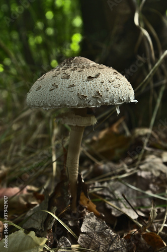 mushroom in the peaceful forest