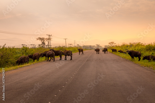 Herd of African Buffalo ( Syncerus caffer) crossing the road, Queen Elizabeth National Park, Uganda.