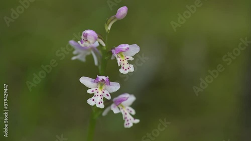 Close-up of a group of spotted Fair-slipper wild orchids with a green background.  The flowers are moving in a gentle wind.
 photo