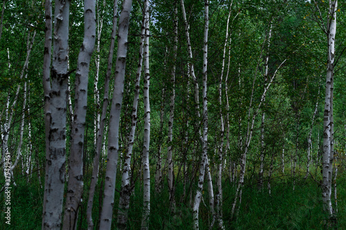 birch white tree trunks with black stripes and patterns and green foliage stand in grass, a thicket