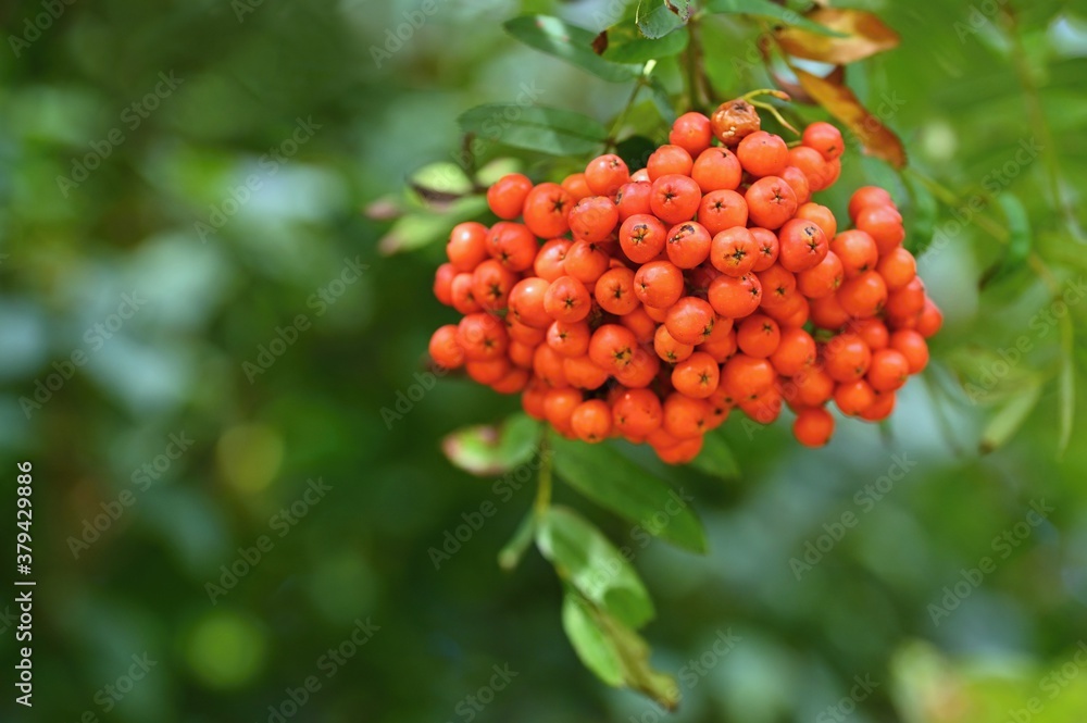 Rowan berries on a branch. (Sorbus alnifolia), (Sorbus aucuparia) Rowan berries on a branch. (Sorbus alnifolia), (Sorbus aucuparia)