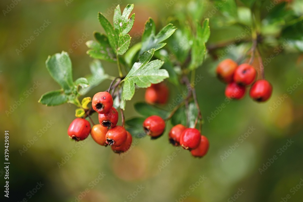 Rowan berries on a branch. (Sorbus alnifolia), (Sorbus aucuparia)