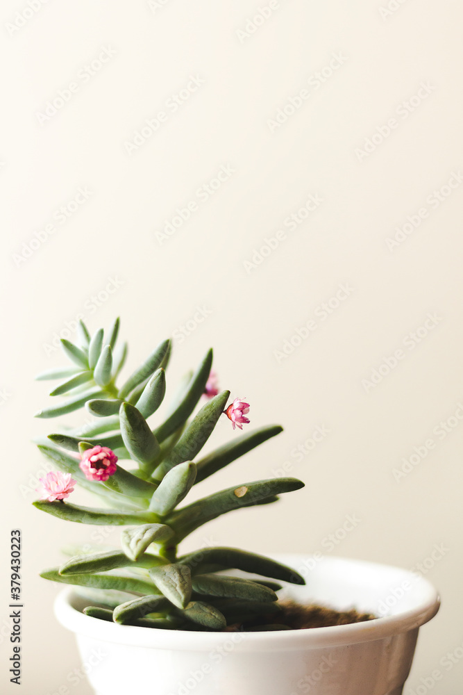 aloe vera plant in a bowl aloe vera plant in a bowl