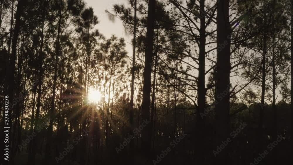 Slow motion tracking shot of sun rays shining through trees while driving. Slow motion tracking shot of sun rays shining through trees while driving.