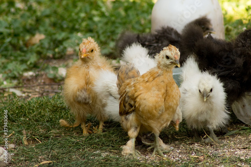 Chicks at the feeding station in the garden