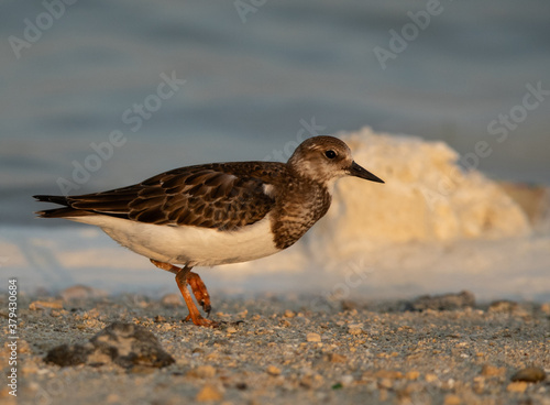 Wallpaper Mural Ruddy Turnstone moving in the morning at Busaiteen coast, Bahrain Torontodigital.ca