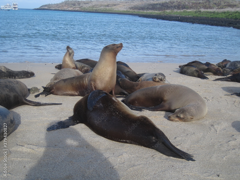 Fototapeta premium The cute sea lions playing on the Galapagos Islands, Ecuador