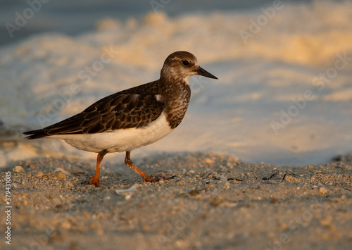 Wallpaper Mural Ruddy Turnstone at Busaiteen coast, Bahrain Torontodigital.ca