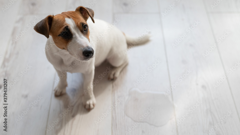 Guilty dog Jack Russell Terrier pissed puddle on the wooden floor Guilty dog Jack Russell Terrier pissed puddle on the wooden floor