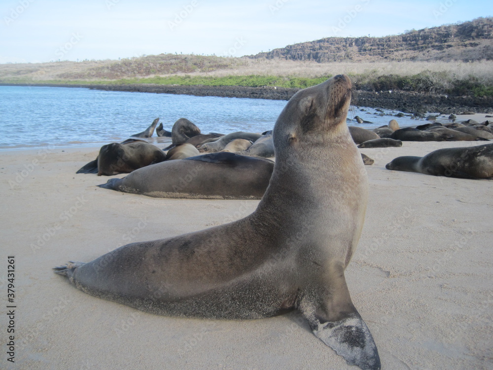 Fototapeta premium The cute sea lions playing on the Galapagos Islands, Ecuador