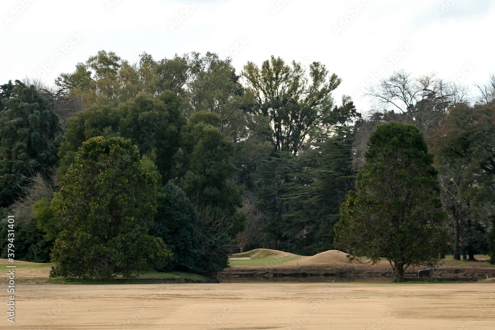 Fototapeta premium bosquecito