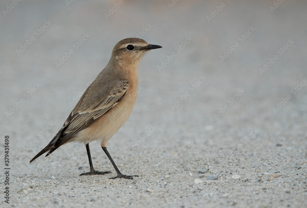Portrait of a Isabelline Wheatear at Busaiteen coas, Bahrain Portrait of a Isabelline Wheatear at Busaiteen coas, Bahrain