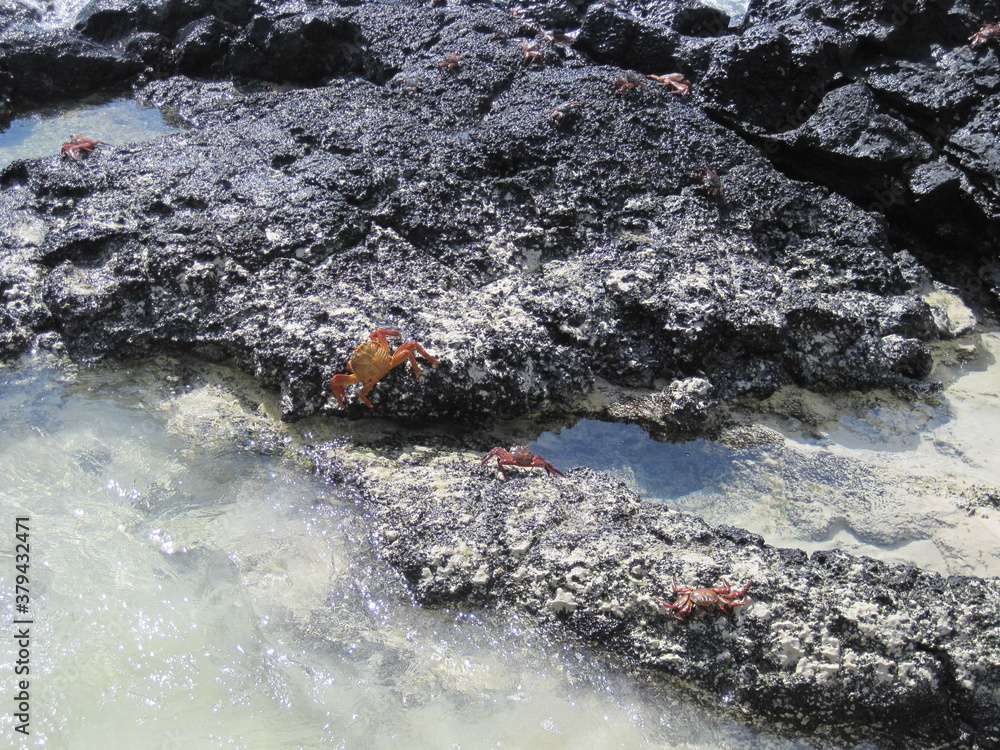Obraz premium The Grapsus Grapsus / Sally Lightfoot Red Crab on the Galapagos Islands in Ecuador