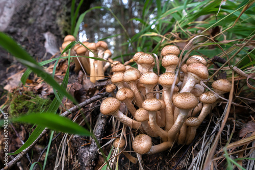 mushrooms opyat in the forest in autumn close-up. family of fungi photo