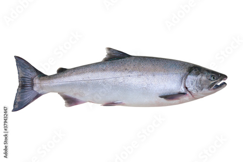 Silver or Coho Salmon isolated on a white background