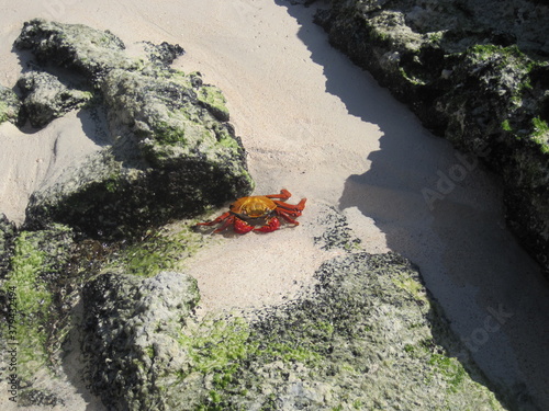 The Grapsus Grapsus / Sally Lightfoot Red Crab on the Galapagos Islands in Ecuador photo