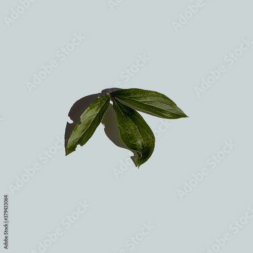 Green leaf isolated on white background
