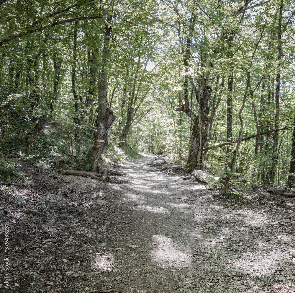 Obraz premium Hiking trail through the forest in the Great Crimean Canyon 