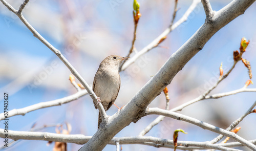 A House Wren (Troglodytes aedon) Perched in a Budding Aspen Tree with a Blue Sky Background in Colorado