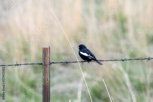 Lark Bunting (Calamospiza melanocorys) Perched on a Barbed Wire Fence on the Plains of Colorado photo