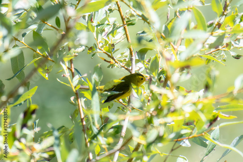 A Migratory Wilson's Warber (Cardellina pusilla) Perched in a Small Tree Hunting for Insects in Colorado photo