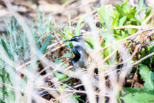 A Migrating Yellow-rumped Warbler (Setophaga coronata) Perched on the Ground in Dense Vegetation in Colorado photo