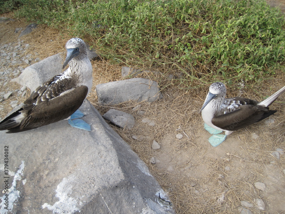 Fototapeta premium The Blue Footed Booby birds of the Galapagos Islands in Ecuador