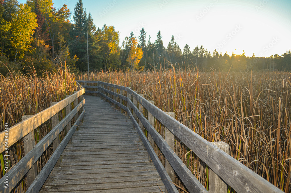 wooden bridge in autumn wooden bridge in autumn