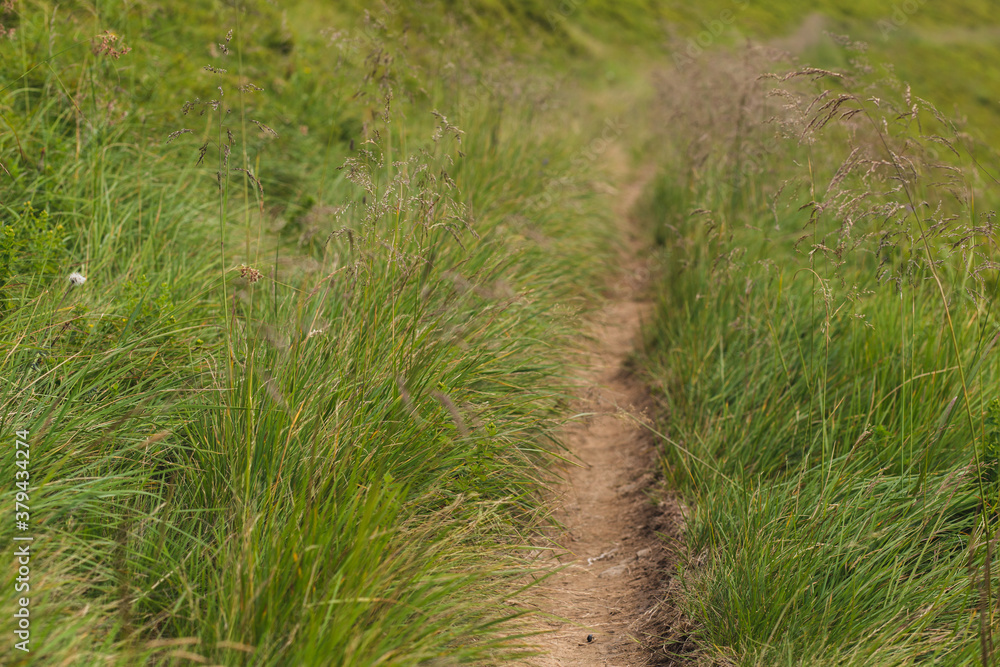 path in the field path in the field