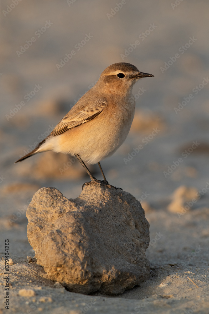 Isabelline Wheatear at Busaiteen coast of Bahrain in the morning Isabelline Wheatear at Busaiteen coast of Bahrain in the morning