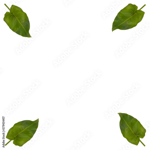 Evergreen leaves isolated on background with space for writing