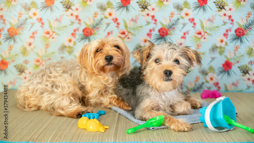 
Mother Yorshire and her young puppy at the beach. Beach towel and toys, straw mat and tropical patterned background photo