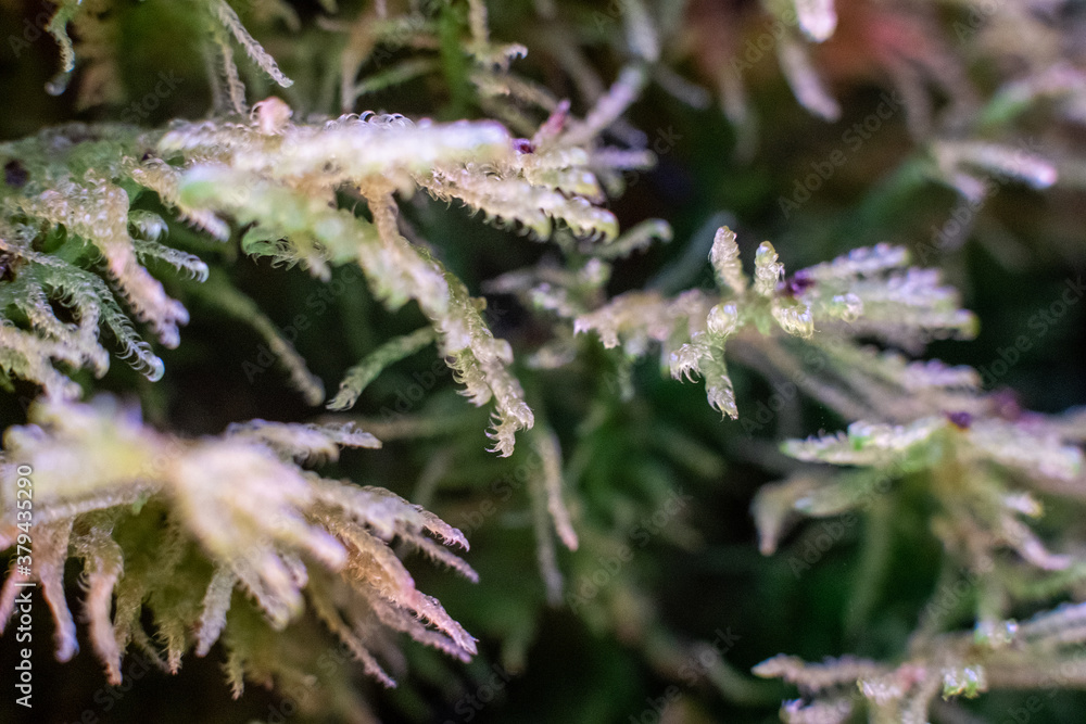 Fototapeta premium Macro of bryum moss Pohlia nutans with dew drops on forest floor over dark green background