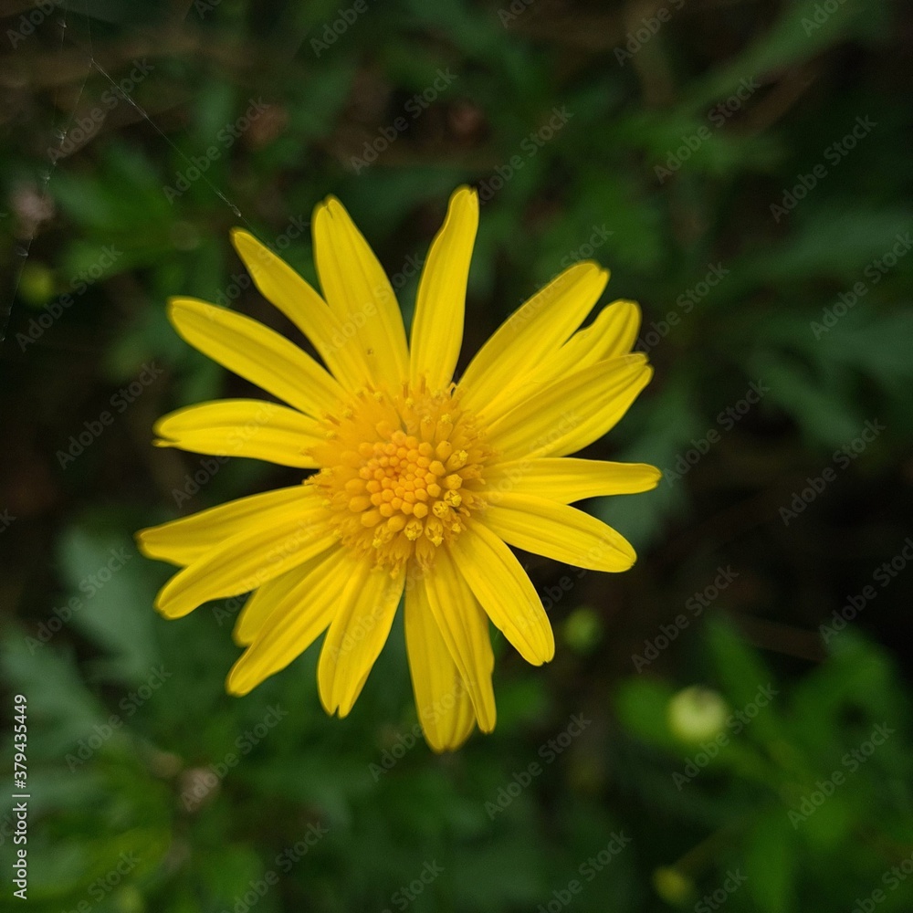 Obraz premium Small yellow flowers