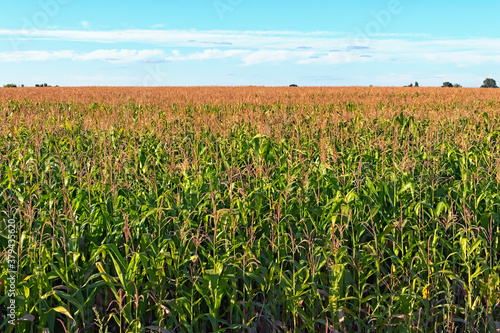 Picturesque landscape view of green corn field. The field stretches to the horizon with blue sky. Green growing corn plants. The patterns on the field of agriculture. Farming concept. Ukraine