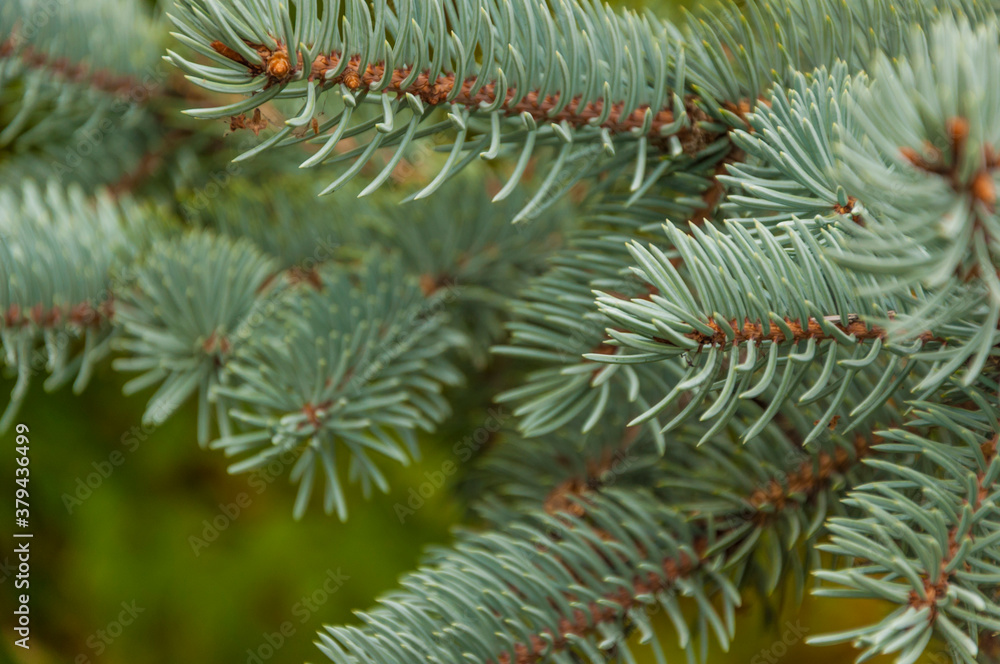 Photos natural background branch blue spruce growing in the park. Photos natural background branch blue spruce growing in the park.