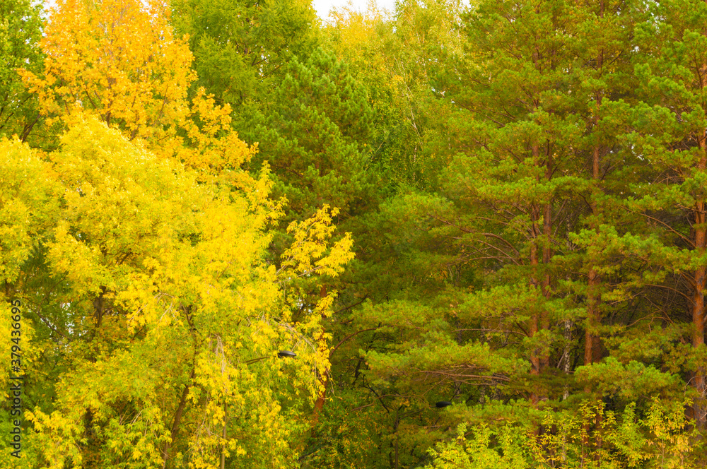 Autumn forest with yellow-green deciduous and coniferous trees on a bright day